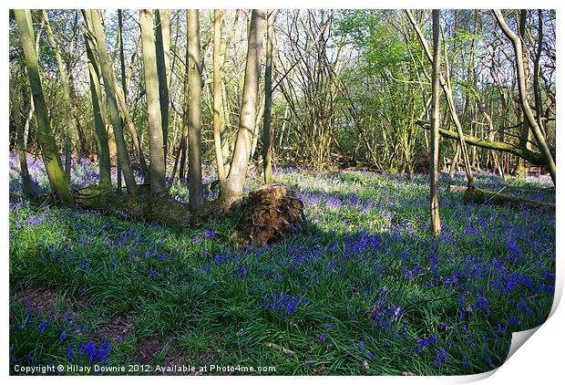 Bluebell Woods, Horam Print by Hilary Downie