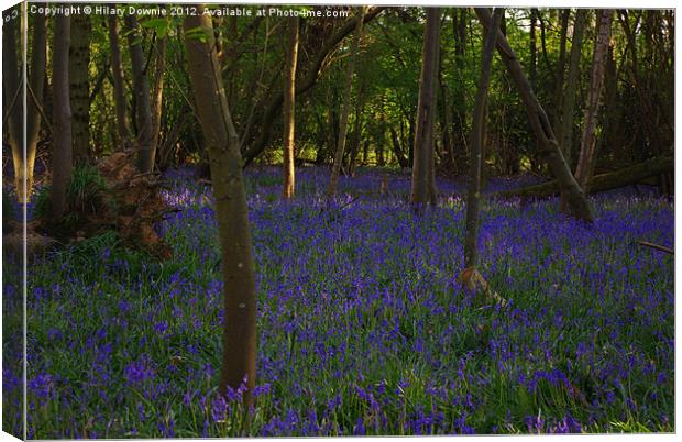 Shady Bluebell woods, Horam Canvas Print by Hilary Downie