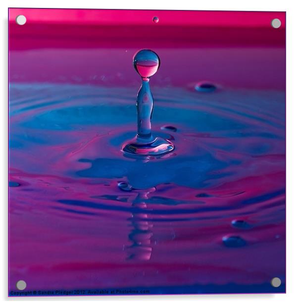 Water Drop Acrylic by Sandra Pledger