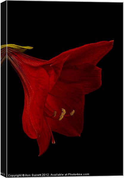 Red Amaryllis - 3 Canvas Print by Ann Garrett