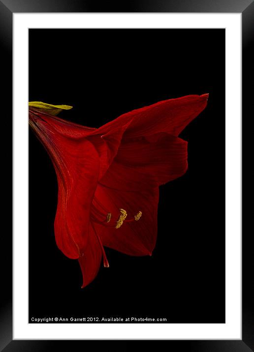 Red Amaryllis - 3 Framed Mounted Print by Ann Garrett