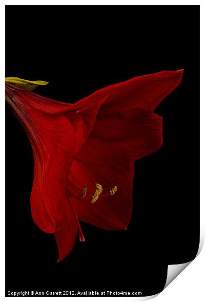 Red Amaryllis - 3 Print by Ann Garrett