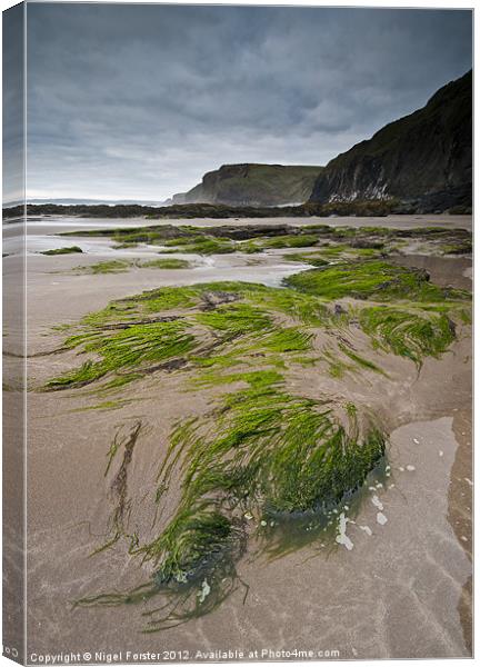 Druidston Seaweed Canvas Print by Creative Photography Wales