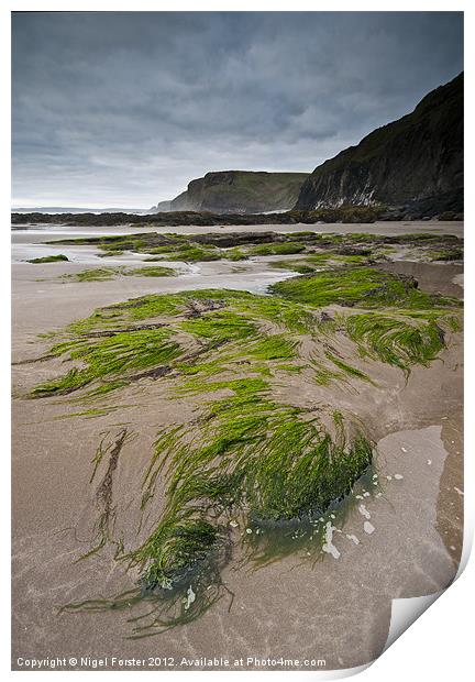 Druidston Seaweed Print by Creative Photography Wales