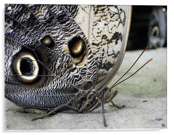 owl butterflies Acrylic by Heather Newton