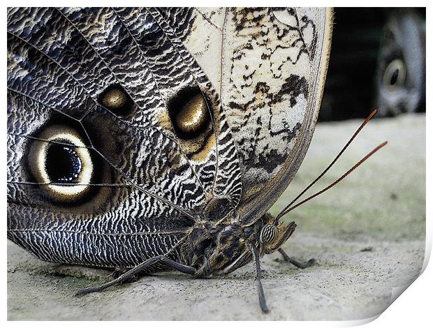 owl butterflies Print by Heather Newton