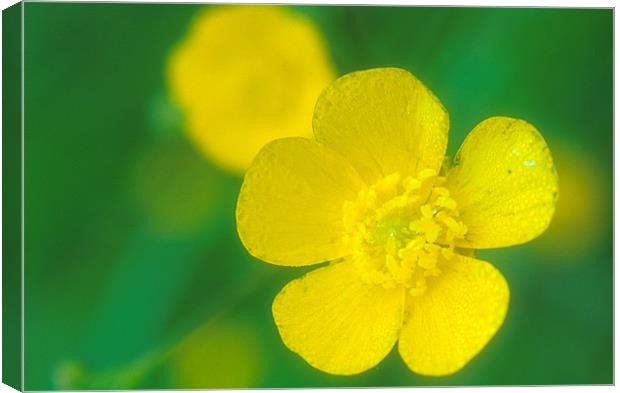 A delicate close up of a Yellow Buttercup Canvas Print by Simon Armstrong