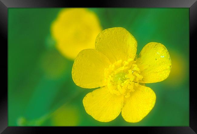 A delicate close up of a Yellow Buttercup Framed Print by Simon Armstrong