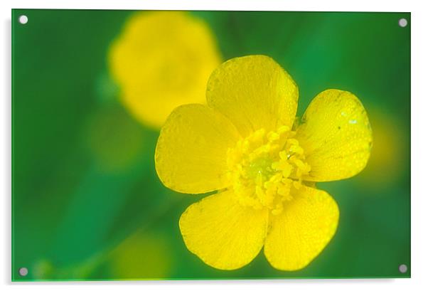 A delicate close up of a Yellow Buttercup Acrylic by Simon Armstrong