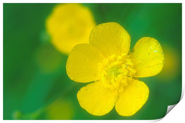 A delicate close up of a Yellow Buttercup Print by Simon Armstrong