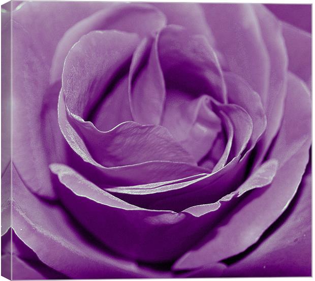 Purple Rose. Canvas Print by Rosanna Zavanaiu