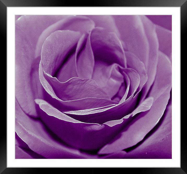 Purple Rose. Framed Mounted Print by Rosanna Zavanaiu