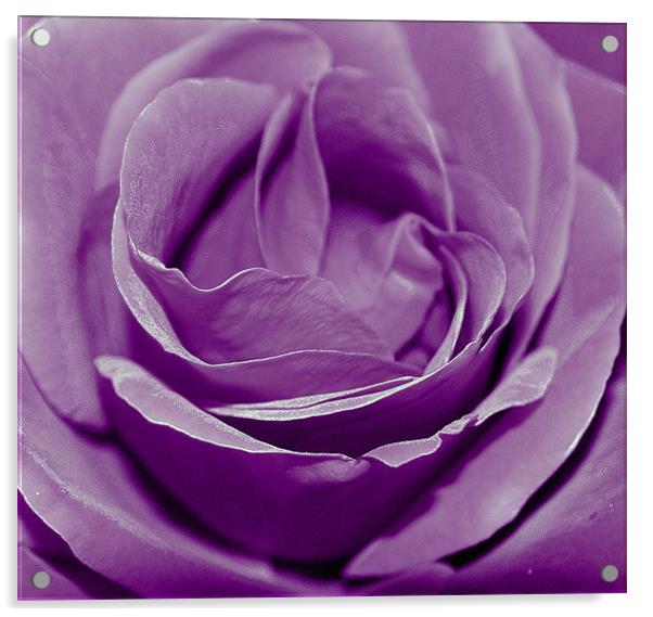 Purple Rose. Acrylic by Rosanna Zavanaiu