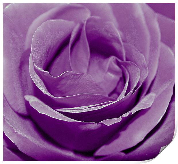 Purple Rose. Print by Rosanna Zavanaiu