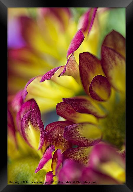 red yellow chrysanthemum Framed Print by Fiona Messenger