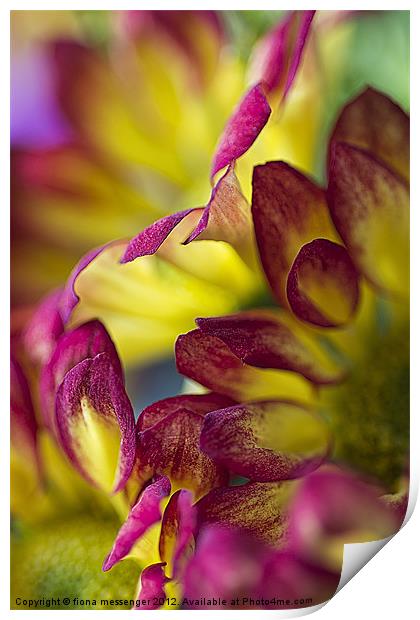 red yellow chrysanthemum Print by Fiona Messenger