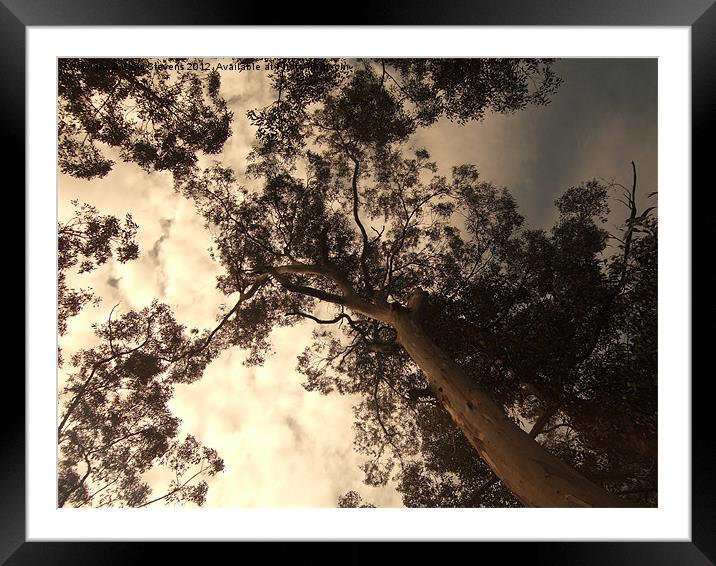 Forest Canopy Framed Mounted Print by Chris Stevens
