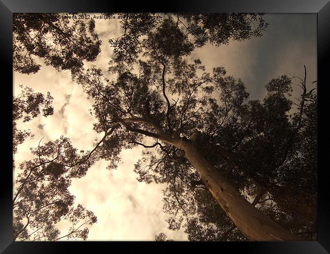 Forest Canopy Framed Print by Chris Stevens