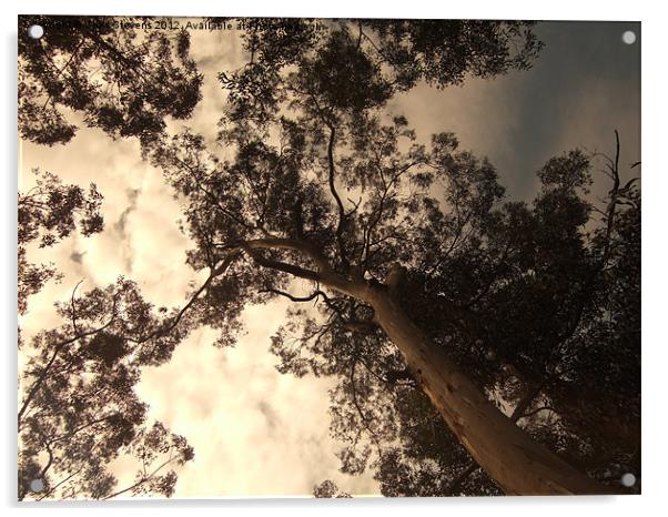 Forest Canopy Acrylic by Chris Stevens