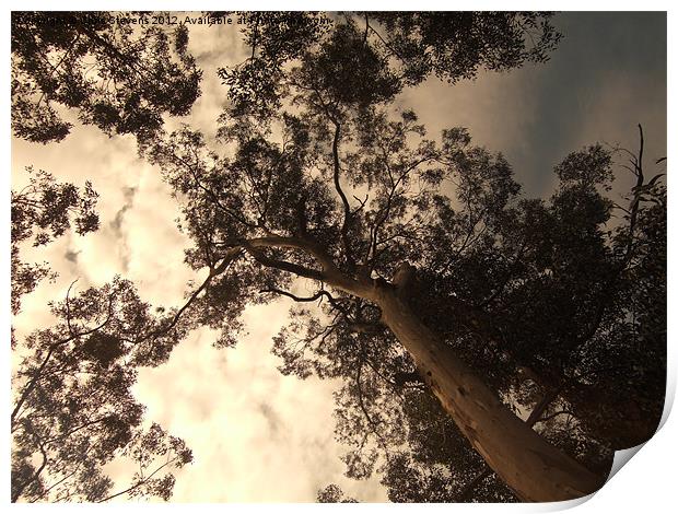 Forest Canopy Print by Chris Stevens