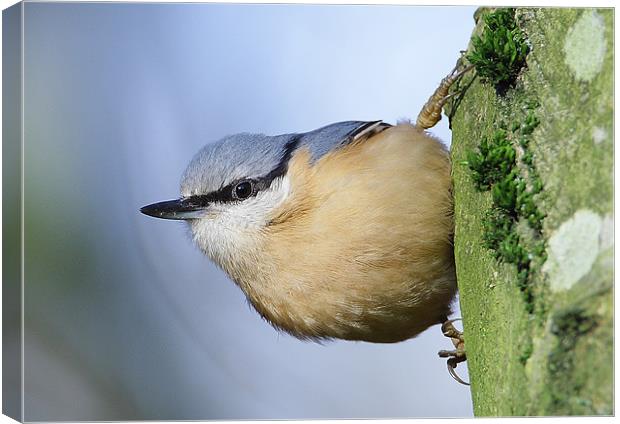 Classic Nuthatch Pose Canvas Print by George Cox