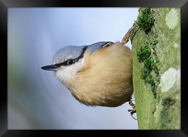 Classic Nuthatch Pose Framed Print by George Cox
