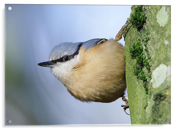 Classic Nuthatch Pose Acrylic by George Cox