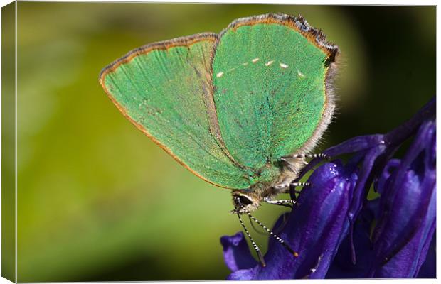 Green Hairstreak butterfly Canvas Print by George Cox