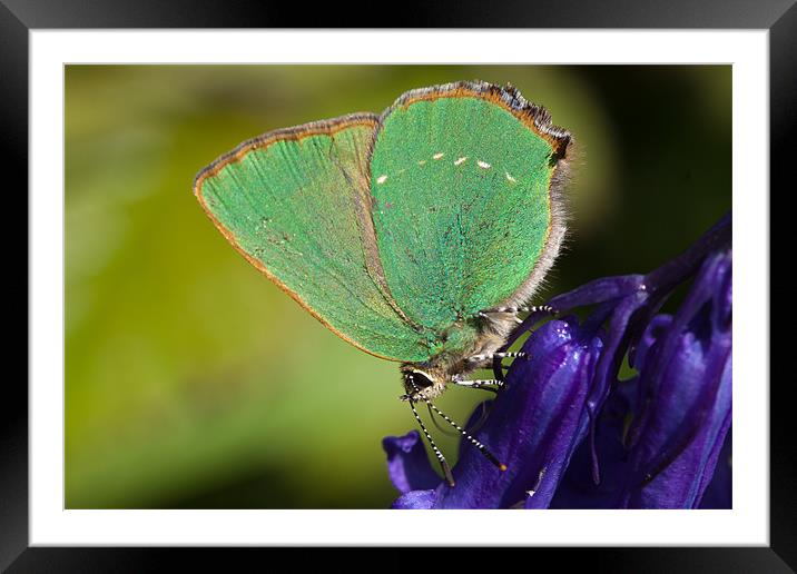 Green Hairstreak butterfly Framed Mounted Print by George Cox