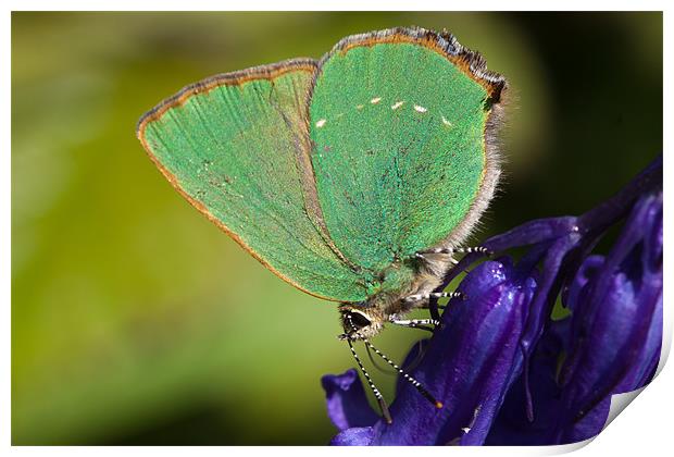Green Hairstreak butterfly Print by George Cox