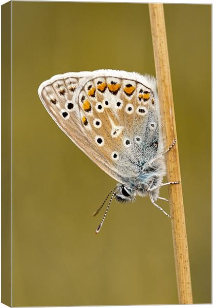 Common Blue butterfly roosting Canvas Print by George Cox