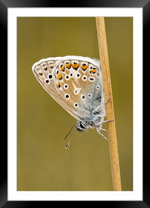 Common Blue butterfly roosting Framed Mounted Print by George Cox