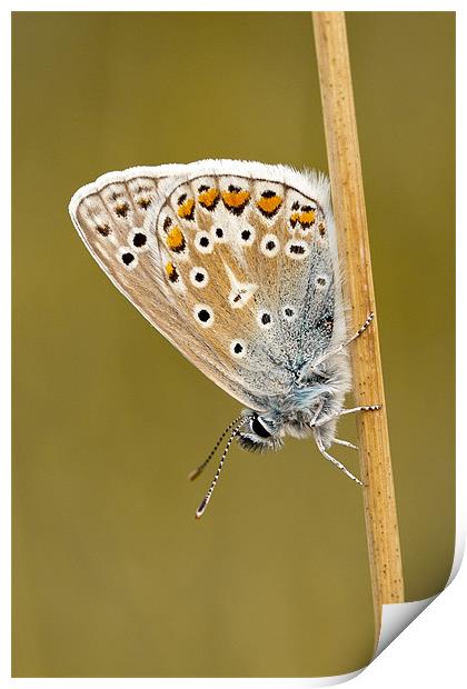 Common Blue butterfly roosting Print by George Cox