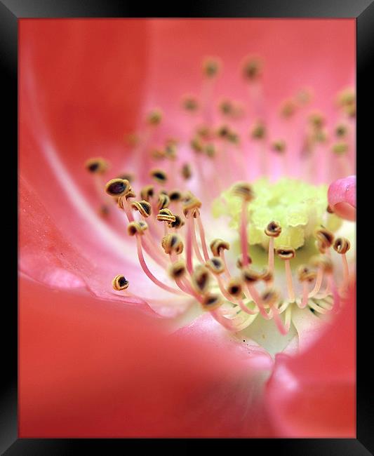 Rose Macro Centres Framed Print by Rosanna Zavanaiu