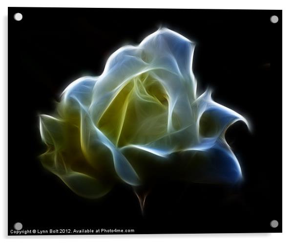 Cream Rose Acrylic by Lynn Bolt
