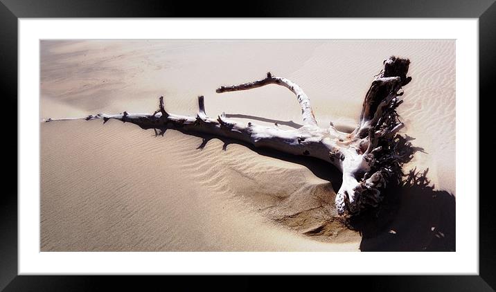 Driftwood Framed Mounted Print by Mary Lane