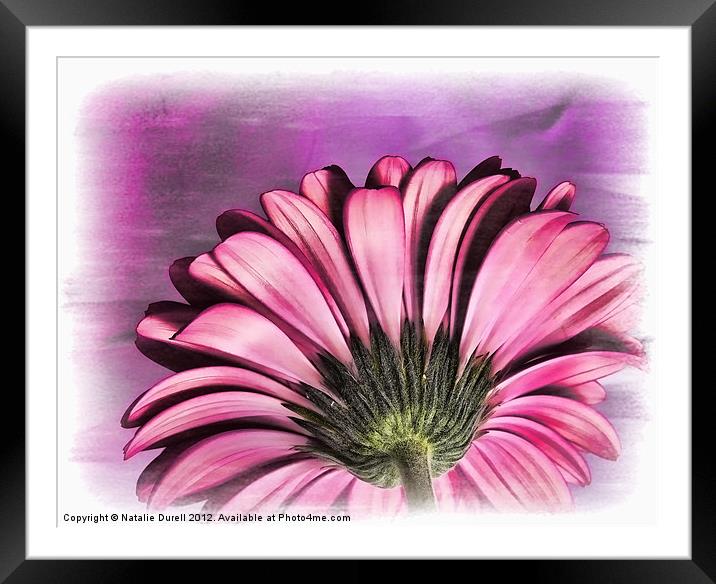 Simply Pink Framed Mounted Print by Natalie Durell