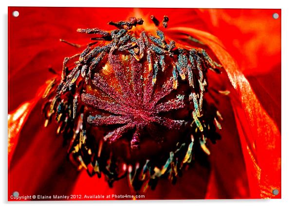 Poppy Flower Center Acrylic by Elaine Manley