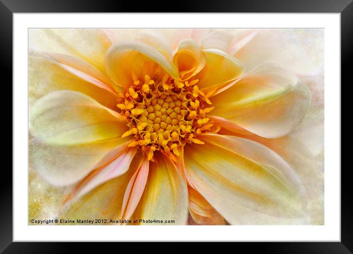 Yellow and Peach Dahlia Flower Framed Mounted Print by Elaine Manley