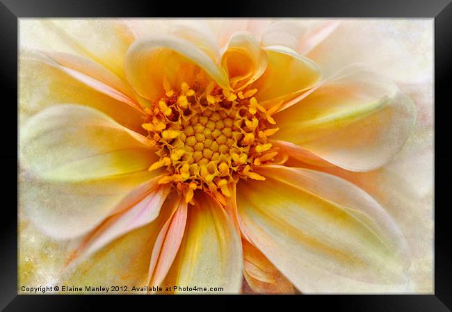 Yellow and Peach Dahlia Flower Framed Print by Elaine Manley