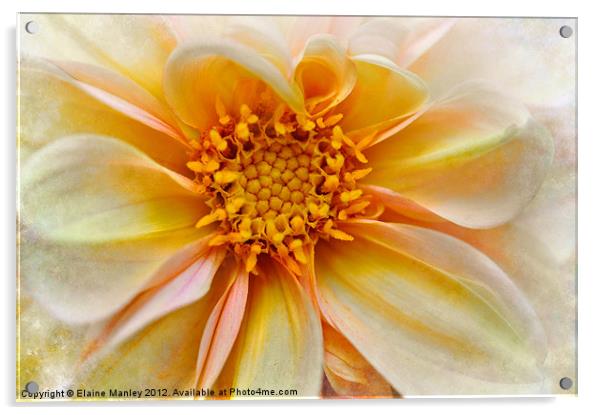 Yellow and Peach Dahlia Flower Acrylic by Elaine Manley