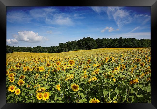 Golden Sunflower Splendour Framed Print by Graham Parry