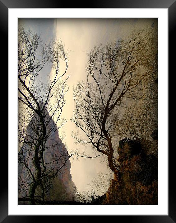 Upturned Trees Framed Mounted Print by Laura McGlinn Photog