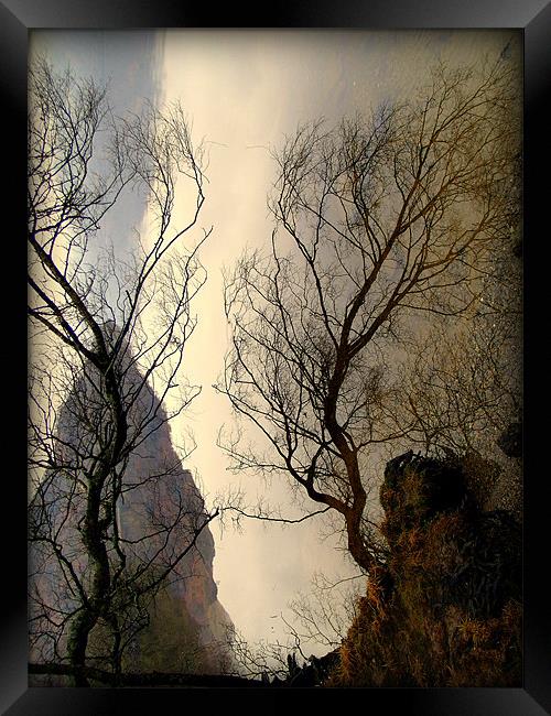 Upturned Trees Framed Print by Laura McGlinn Photog