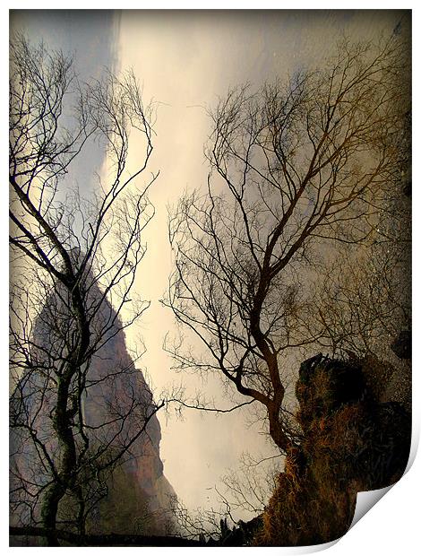 Upturned Trees Print by Laura McGlinn Photog