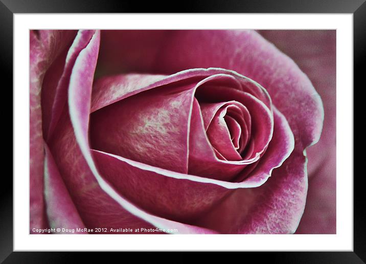 A rose in pink Framed Mounted Print by Doug McRae
