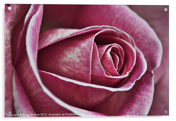 A rose in pink Acrylic by Doug McRae