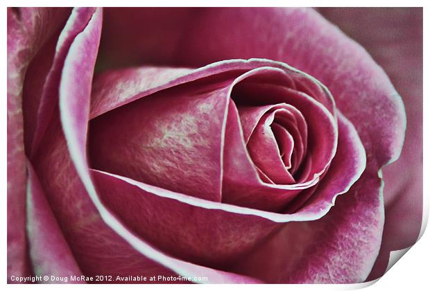 A rose in pink Print by Doug McRae