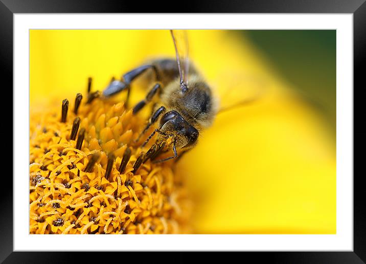 Feeding time Framed Mounted Print by Keith Thorne