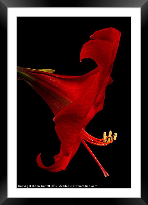 Red Amaryllis - 4 Framed Mounted Print by Ann Garrett